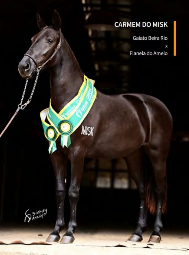 CARMEN DO MISK – A PANTERA NEGRA